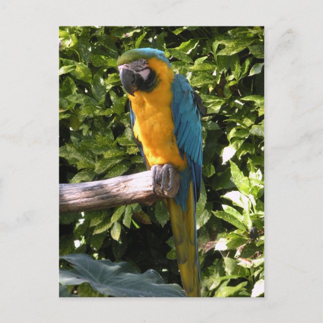 Carte Postale Le perroquet au zoo de Birmingham (Devant)