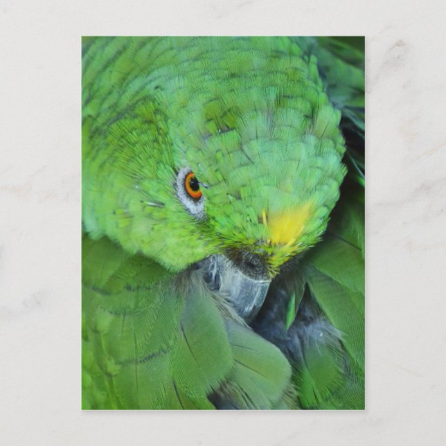 Carte Postale Le perroquet de l'Amazonie verte (Devant)