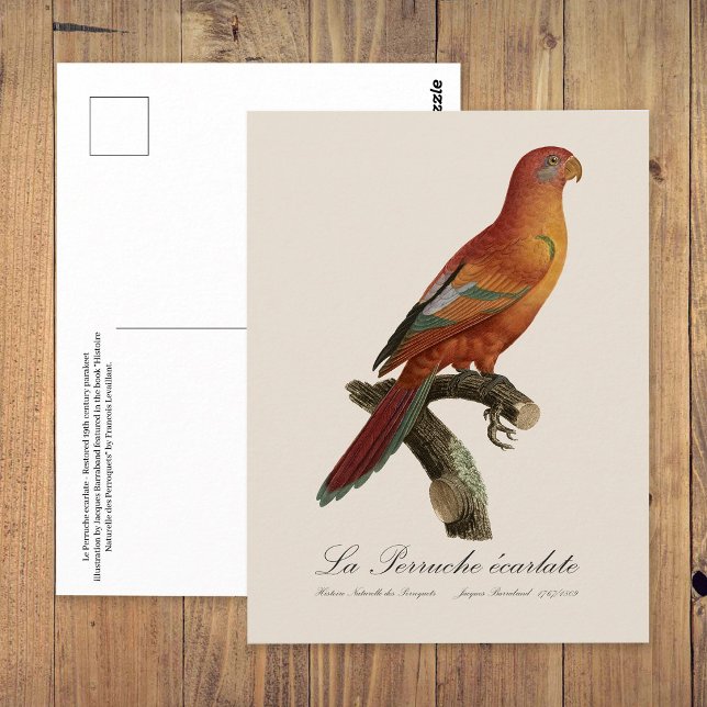 Carte Postale Le Perruche écarlate (Red Lory or Eos Bornea, Trichoglossus borneus. Postcard)