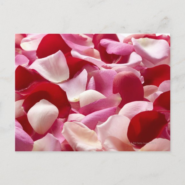 Carte Postale Le pétale qui s'est répandu (Devant)