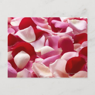 Carte Postale Le pétale qui s'est répandu