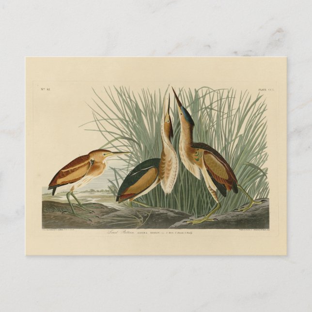 Carte Postale Le Petit Bitterne des oiseaux d'Amérique d'Audubon (Devant)