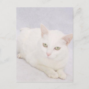 Carte Postale Le Petit Chat Blanc