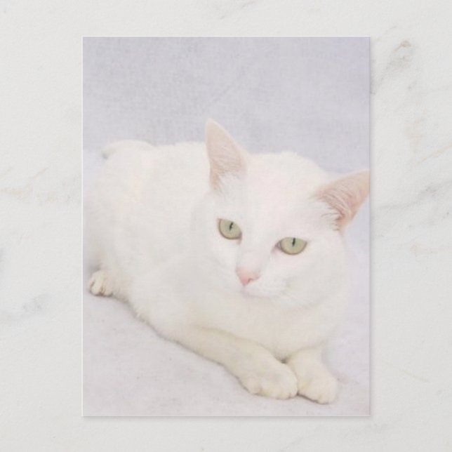 Carte Postale Le Petit Chat Blanc (Devant)