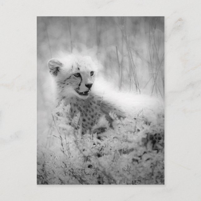 Carte Postale Le petit de Cheetah (Devant)