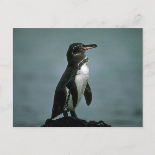 Carte Postale Le Pingouin Des Galapagos Sur La Roche De Lava (Devant)
