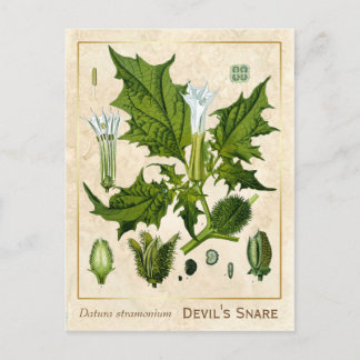 Carte Postale Le Plante médicinal vintage Devil's Snare Botanica