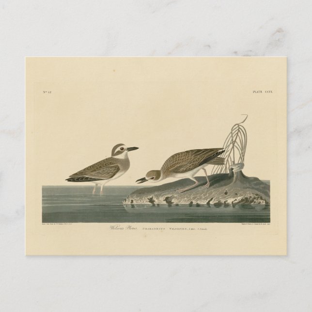 Carte Postale Le Pluvier siffleur de Wilson des oiseaux d'Amériq (Devant)