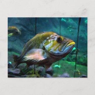 Carte Postale Le poisson