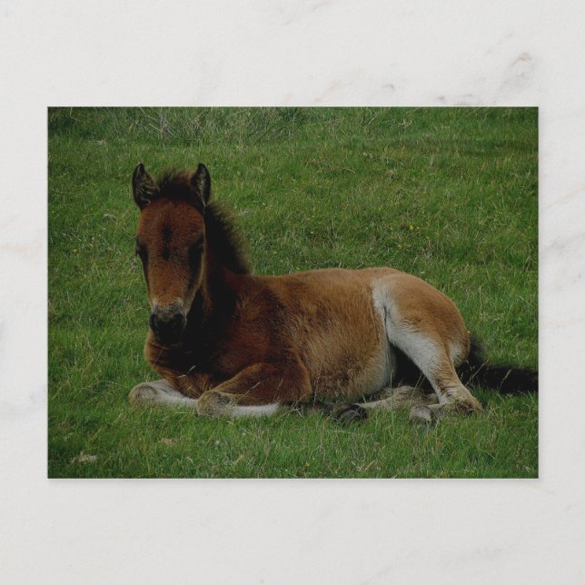 Carte Postale Le poney Dartmoor posé au repos. (Devant)