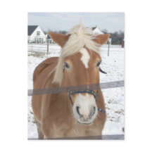 Le poney en hiver