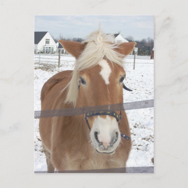 Carte Postale Le poney en hiver (Devant)