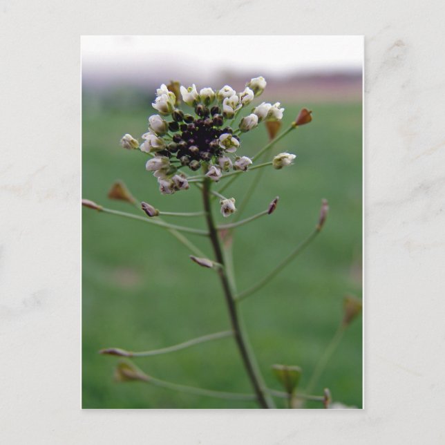 Carte Postale Le porte-monnaie du berger (Devant)