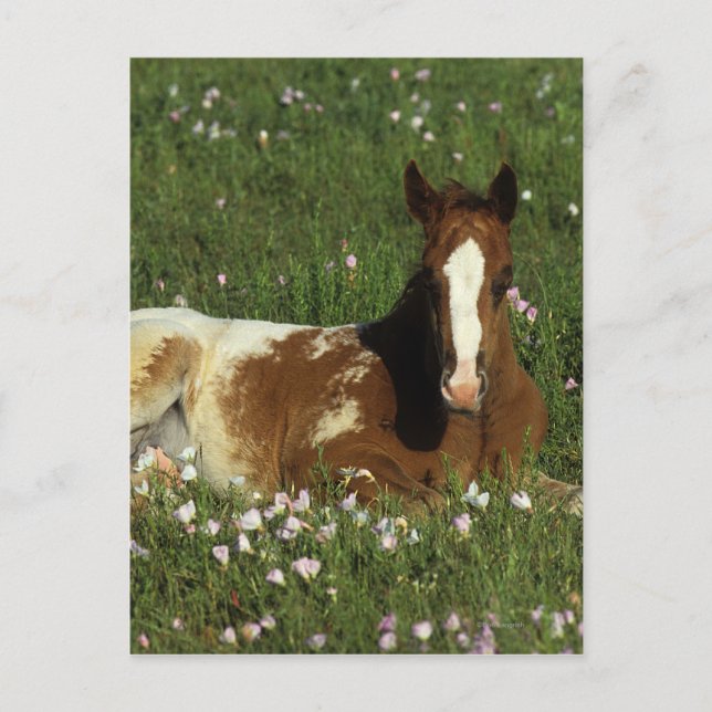 Carte Postale Le poulain d'Appaloosa qui s'allonge en fleurs (Devant)
