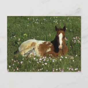 Carte Postale Le poulain d'Appaloosa qui s'allonge en fleurs