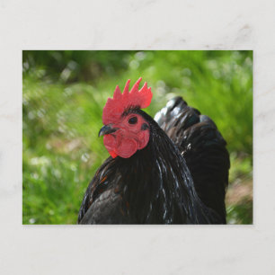Carte Postale Le poulet