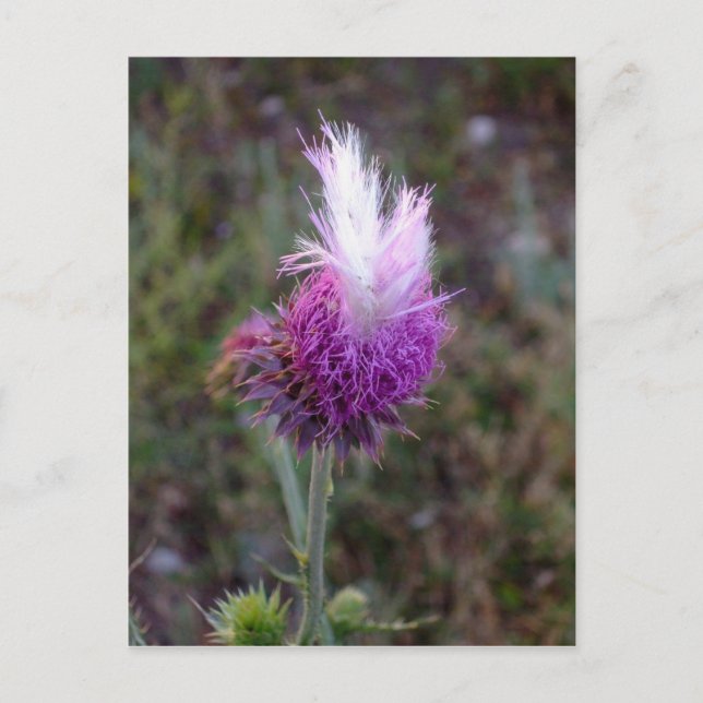 Carte Postale Le Prickly Punk (Devant)