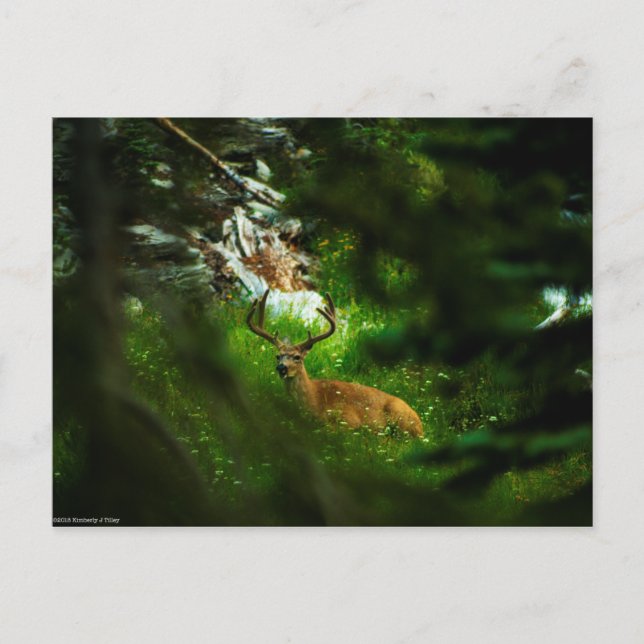 Carte Postale Le Prince de la Forêt (Devant)