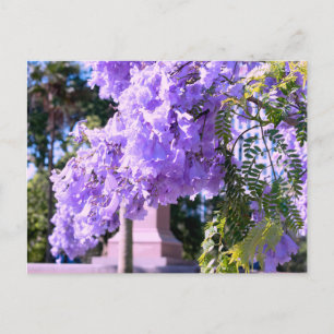 Carte Postale Le Princess Tree violet d'Auckland