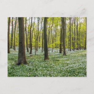 Carte Postale Le printemps à la vie