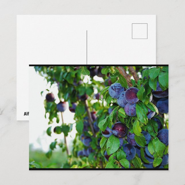 Carte Postale Le Prunier Pourpre (Devant / Derrière)