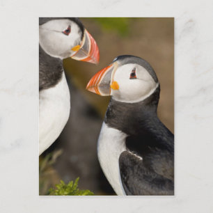 Carte Postale Le Puffin Atlantique