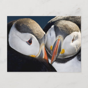 Carte Postale Le Puffin Atlantique, un oiseau marin pélagique