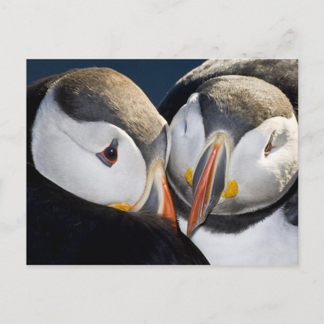 Carte Postale Le Puffin Atlantique, un oiseau marin pélagique (Devant)