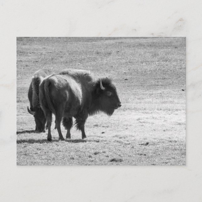 Carte Postale Le puissant buffle  (Devant)