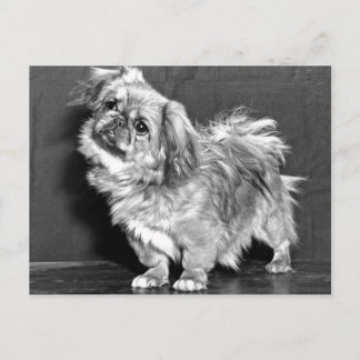 Carte Postale Le Quizzicle Pekingese