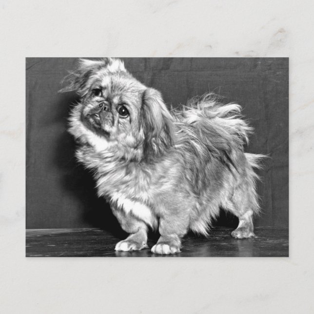 Carte Postale Le Quizzicle Pekingese (Devant)