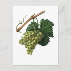 Carte Postale Le raisin Verdelho