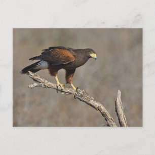Carte Postale Le raptor perché de Harris Hawk