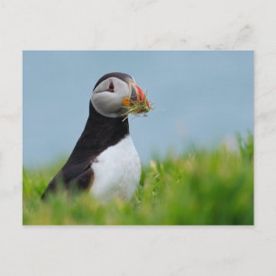 Carte Postale Le Rassembleur Puffin