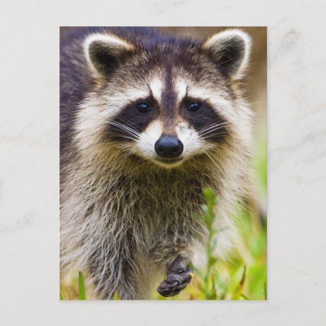 Carte Postale Le raton laveur, Procyon lotor (Devant)