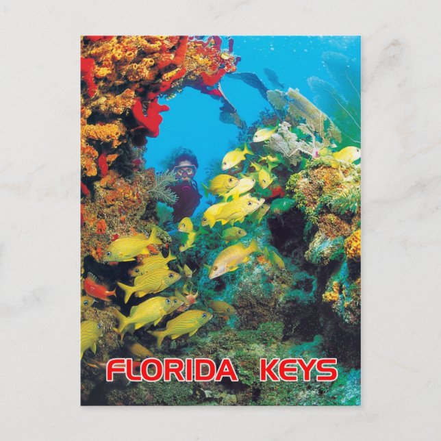 Carte Postale Le récif de Floride dans les Keys de Floride (Devant)