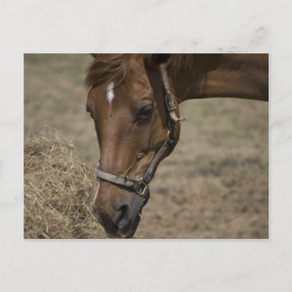 CARTE POSTALE LE RÉFUGIÉ CHEVAL