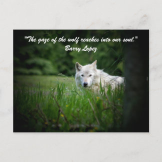 Carte Postale Le regard du loup pénètre...