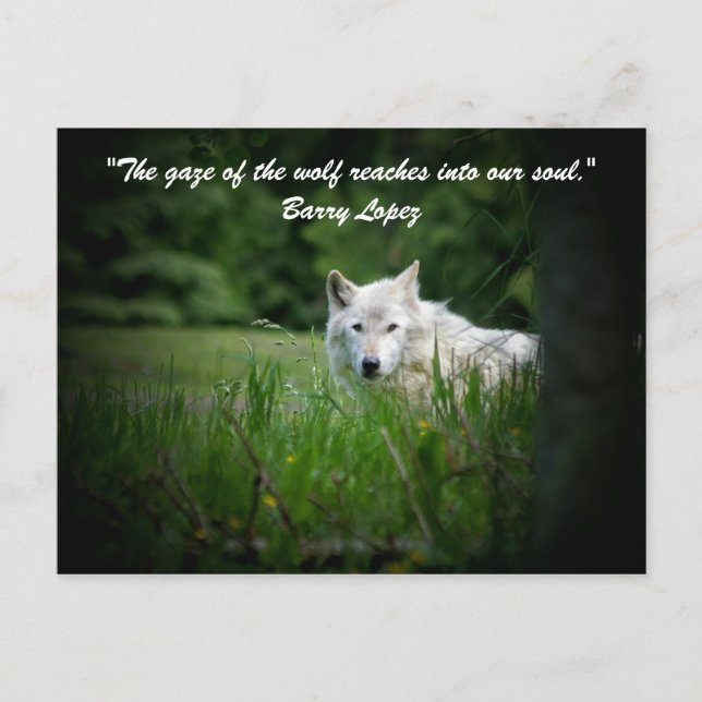 Carte Postale Le regard du loup pénètre... (Devant)
