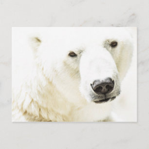 Carte Postale Le regard d'un ours polaire