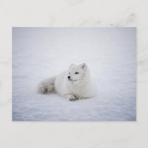 Carte Postale Le renard arctique au pays des merveilles hivernal
