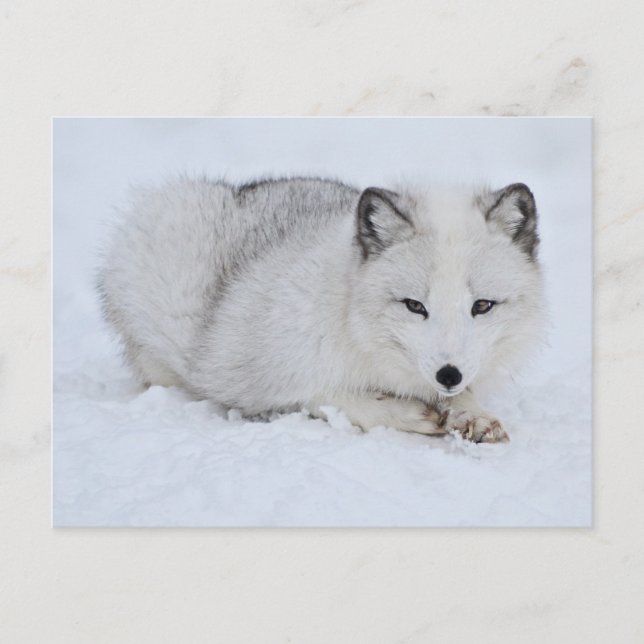 Carte Postale Le renard arctique dans la neige (Devant)