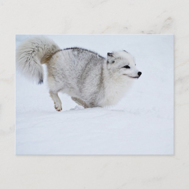 Carte Postale Le renard arctique sur la course (Devant)