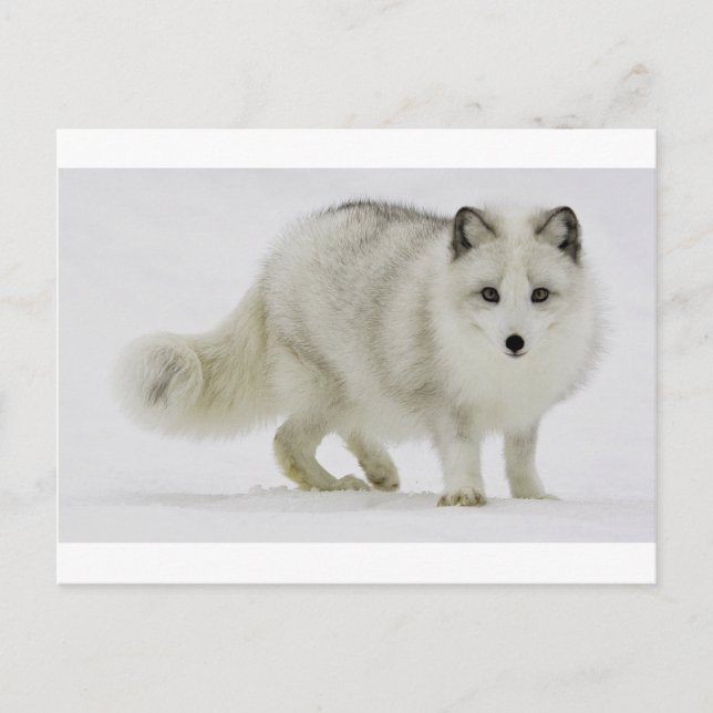 Carte Postale Le Renard Blanc De L'Arctique Se Mélange Dans La N (Devant)
