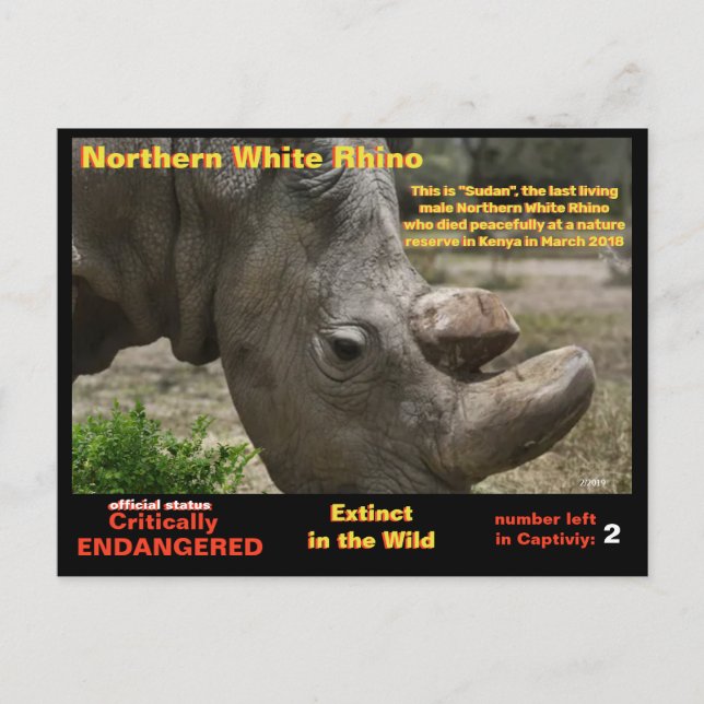 Carte Postale - Le rhinocéros blanc du nord est gravement menacé (Devant)