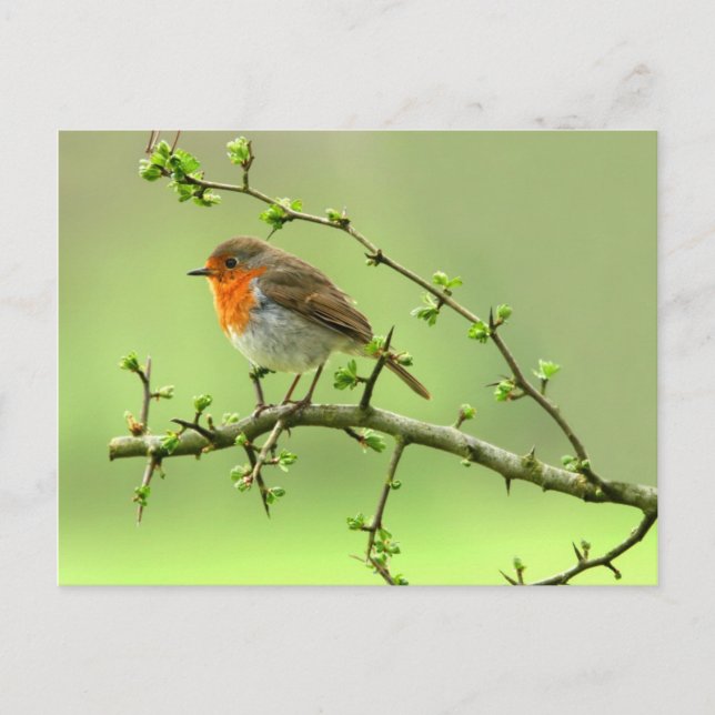Carte Postale Le Robin (Devant)