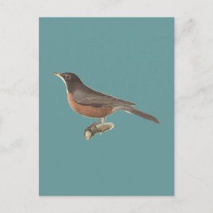 Carte Postale Le Robin américain (Turdus migratorius) NY Birds