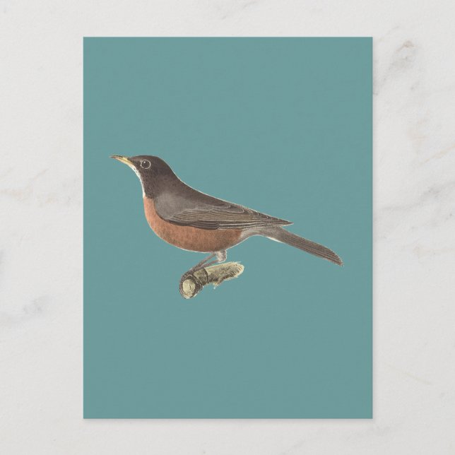 Carte Postale Le Robin américain (Turdus migratorius) NY Birds (Devant)