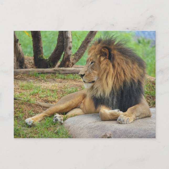 Carte Postale Le roi (Devant)