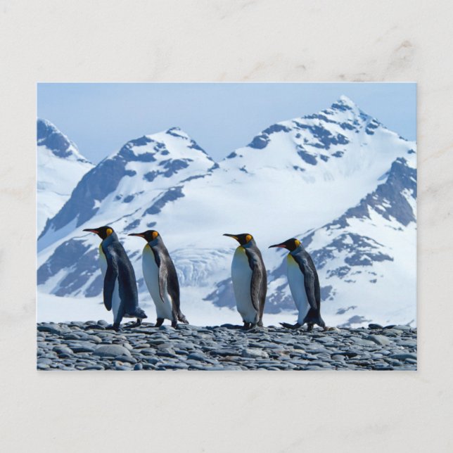 Carte Postale Le roi Penguins de Géorgie du Sud (Devant)